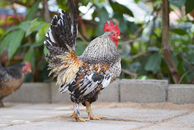 Close-up of a bird