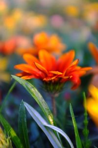 Close-up of flowers blooming outdoors