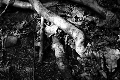 Close-up of dried leaves on tree trunk in forest