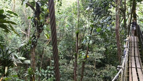 Low angle view of bamboo trees in forest