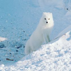 Portrait of arctic fox on snow