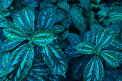 Full frame shot of green leaves