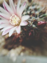 Close-up of flowers blooming outdoors