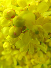 Full frame shot of yellow flowering plant