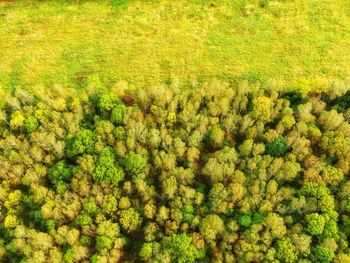 Full frame shot of trees on field