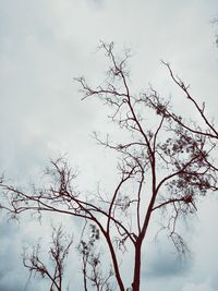 Low angle view of bare tree against sky