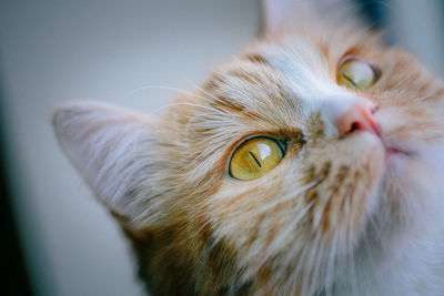 Close-up portrait of cat