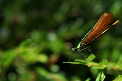 Close-up of insect on leaf