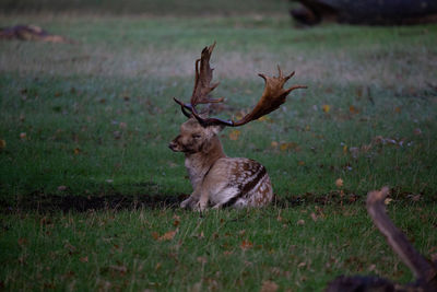 Deer in a field