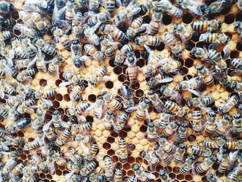 Full frame shot of bees