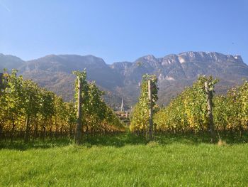 Scenic view of field against clear sky