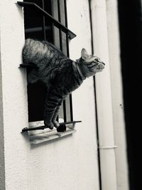 Cat looking away