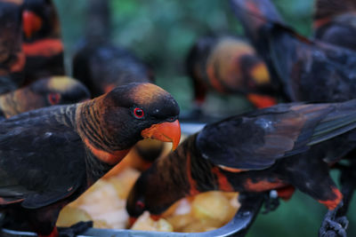 Close-up of pigeons feeding
