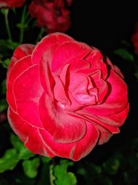 Close-up of red rose blooming outdoors
