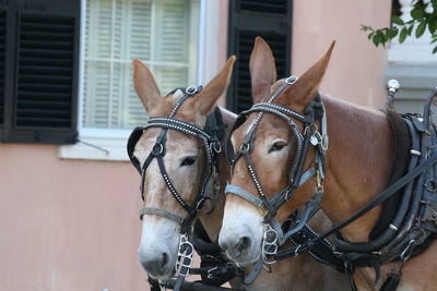 Close-up of horse