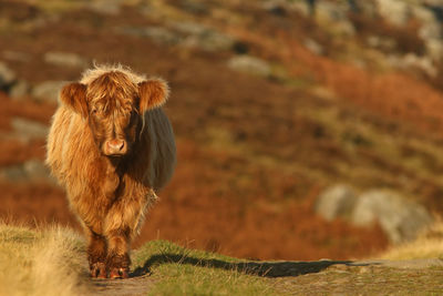 Portrait of a cow on a field