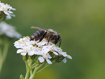 Close-up of bee pollinating on flower