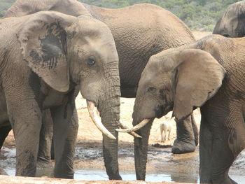 Low angle view of elephant in water