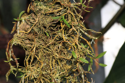 Close-up of fresh green plant