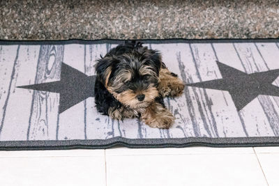 High angle view of small dog on tiled floor