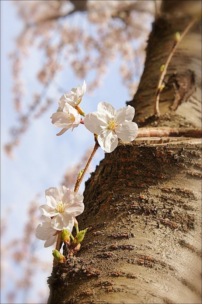 flower, fragility, tree, branch, freshness, growth, focus on foreground, nature, white color, petal, beauty in nature, close-up, cherry blossom, tree trunk, blossom, cherry tree, in bloom, blooming, flower head, springtime