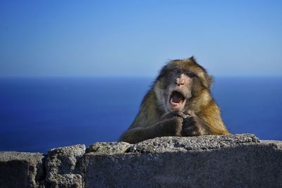 Monkey on rock