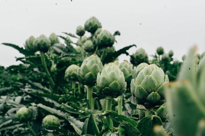 Close-up of buds growing on plant