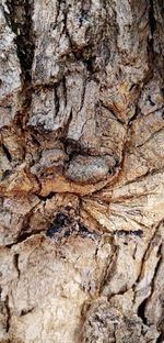 Full frame shot of tree trunk