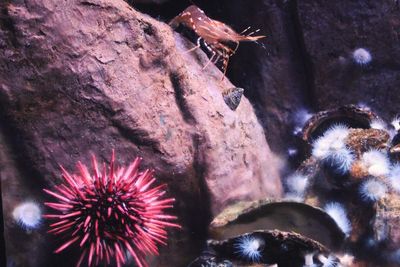 Close-up of crab on rock