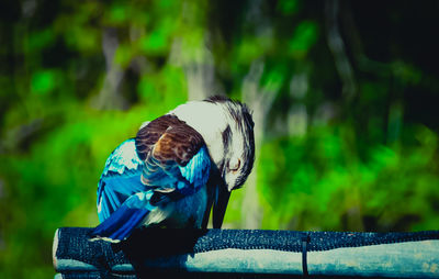 Close-up of bird perching on wood