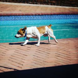 Dog on swimming pool