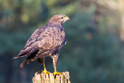 Buzzard on old fence post in front of a forest