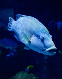 Close-up of fish swimming in sea