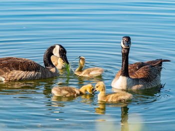 Ducks in lake