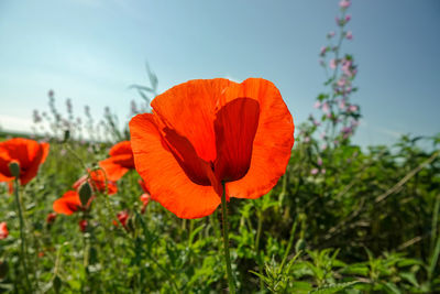 Close-up of orange poppy on plant against sky
