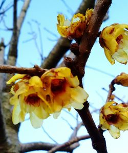 Low angle view of yellow flowers growing on tree