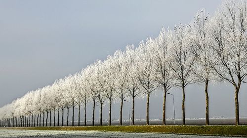 Scenic view of snow covered trees against sky