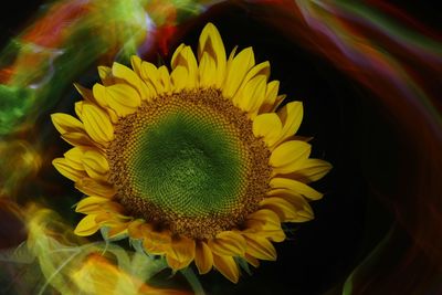 Close-up of yellow sunflower