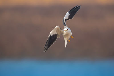 Close-up of bird flying against sky