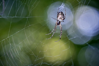 Close-up of spider on web