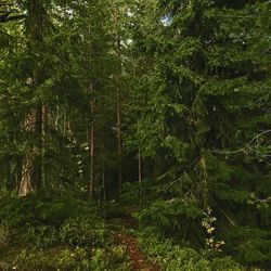 Trees growing in forest