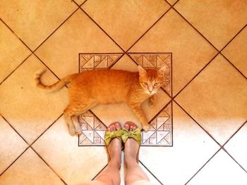 Close-up of tiled floor