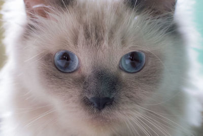 Close-up portrait of kitten