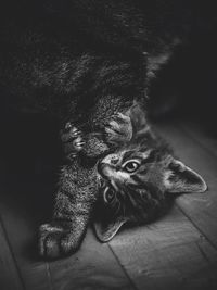 High angle view of kitten lying on floor
