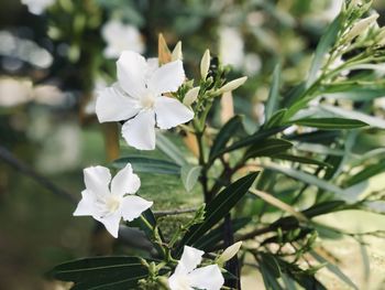 Close-up of white flowering plant