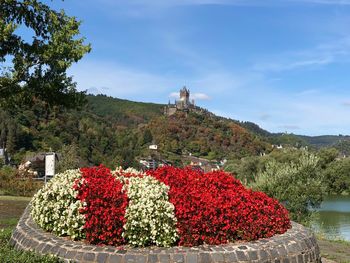 View of red flowering plant against sky