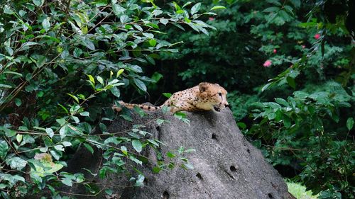 View of a cat on tree