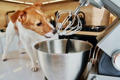 Dog lick electric kitchen mixer whisk