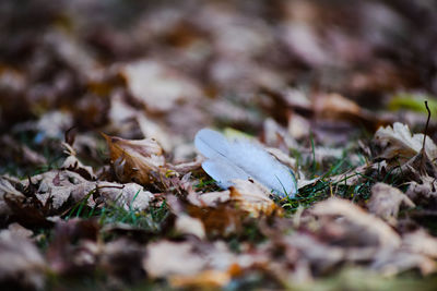 Close-up of fallen feather and leaves on field