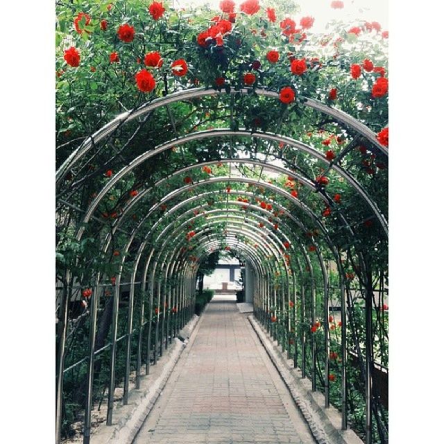 the way forward, transfer print, diminishing perspective, auto post production filter, flower, vanishing point, tree, growth, red, plant, in a row, built structure, railing, empty, architecture, transportation, footpath, day, no people, nature